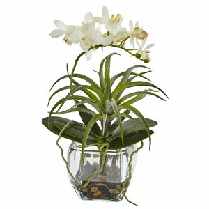 Moreno Orchid and Succulent Arrangement in Vase