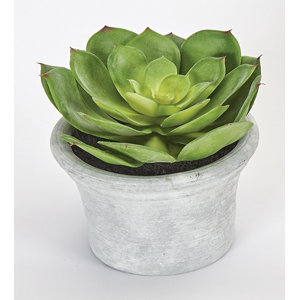 Echeveria Succulent Plant in Pot