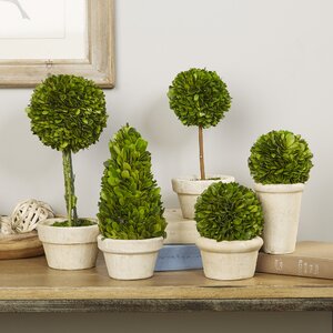 Preserved Boxwood Topiaries (Set of 5)