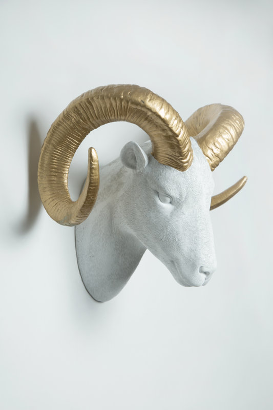 Interior Illusions Goat Head Taxidermy Wall Décor & Reviews Wayfair