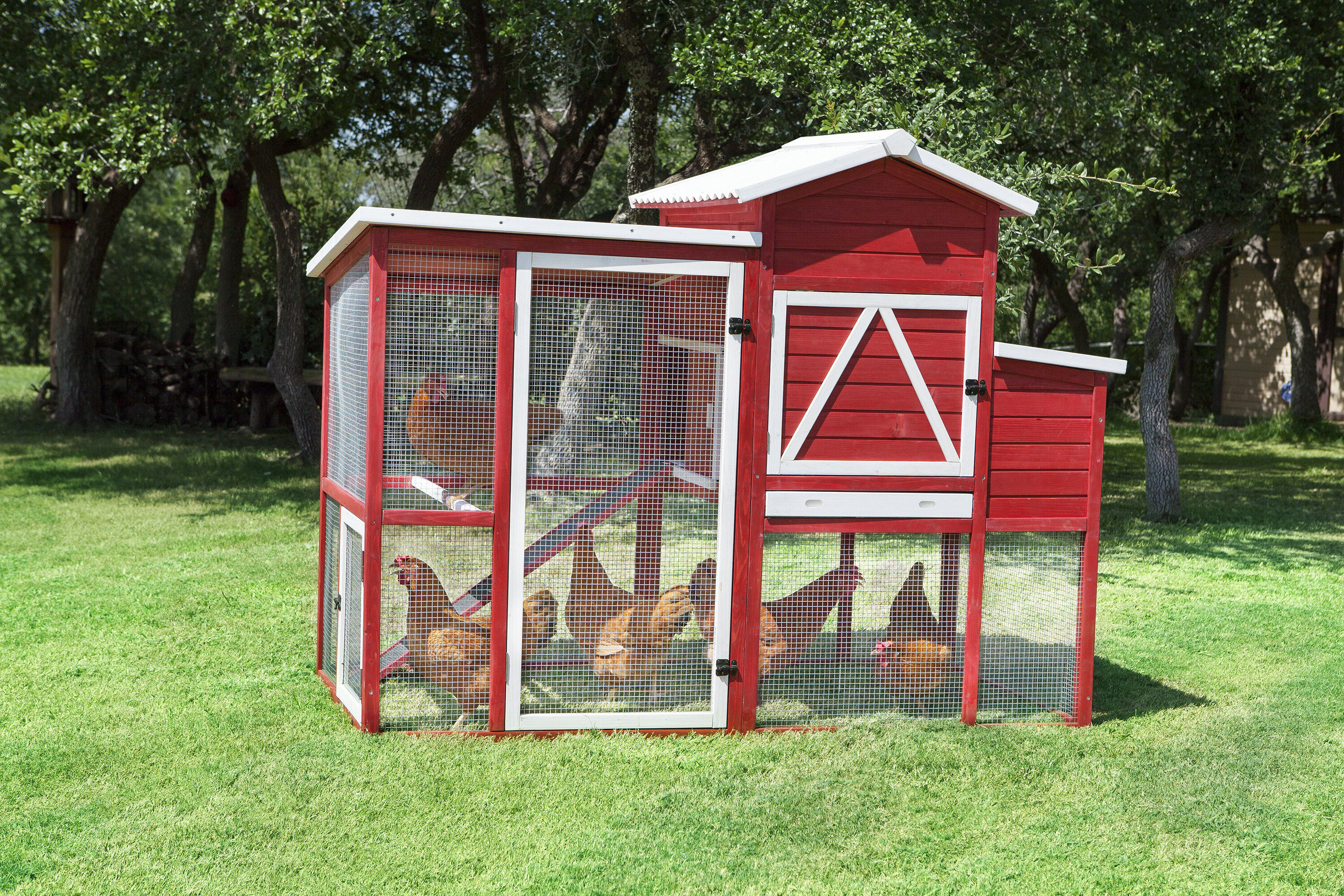 Burrus Barn Ranch Chicken Coop With Roosting Bar