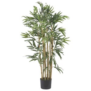 Multi Bambusa Bamboo Tree in Planter