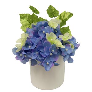 Hydrangea in Ceramic Pot