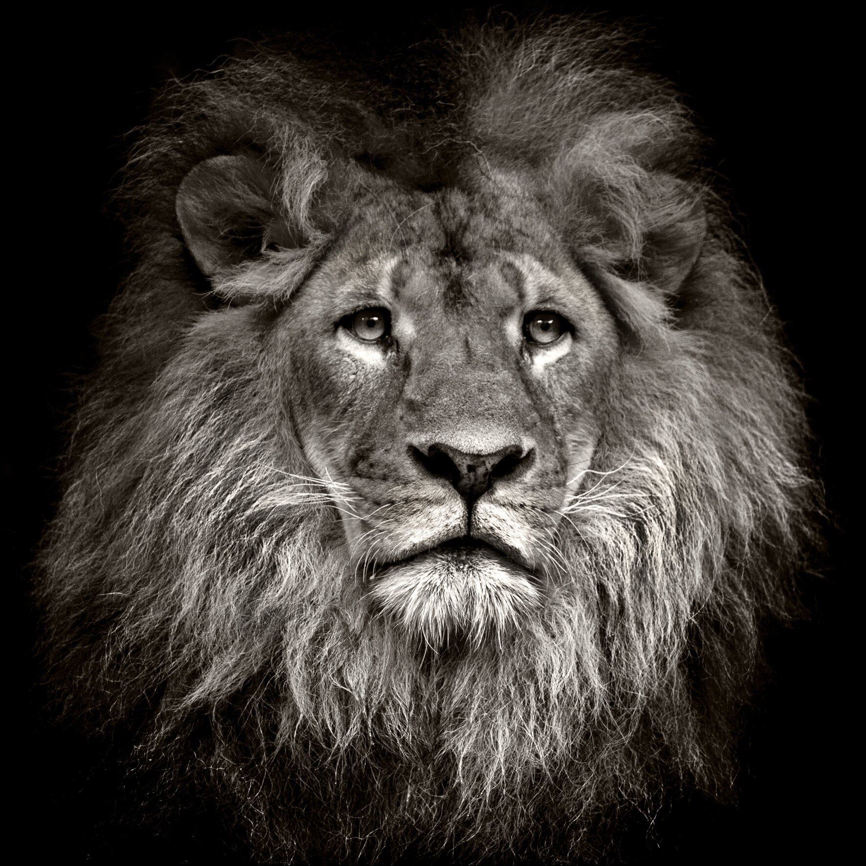 PRQA 'Lion Head' Photographic Print & Reviews | Wayfair