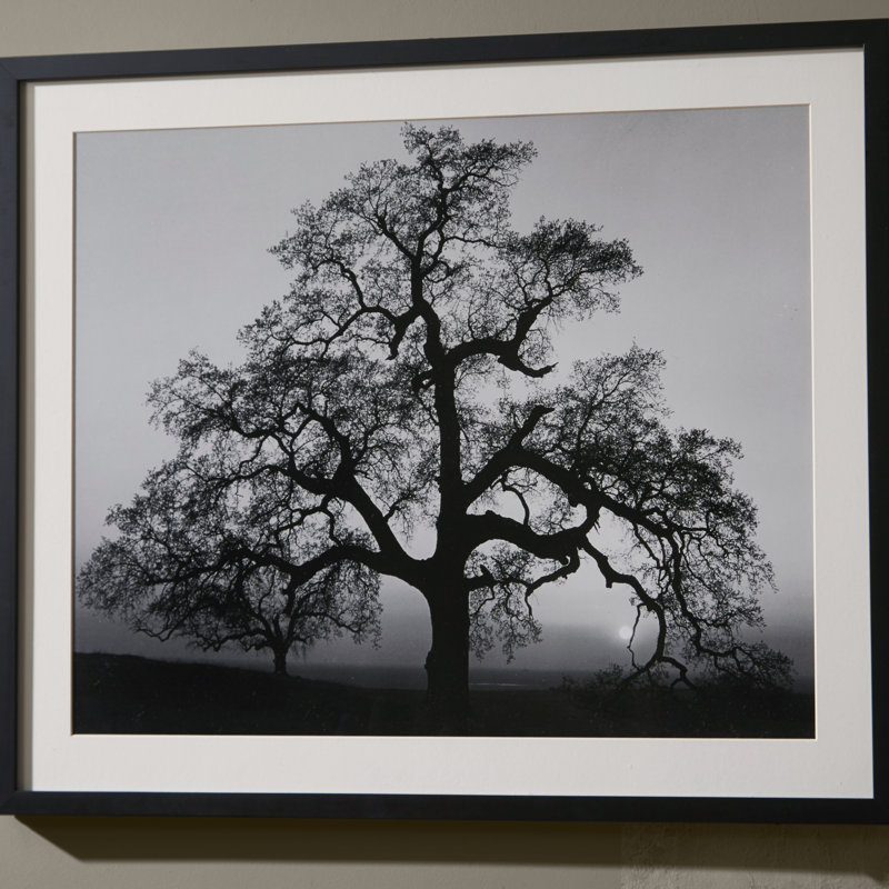 Zipcode Design Oak Tree Sunset City California 1962 By Ansel Oak Tree Sunset City California 1962 By Ansel Adams Framed Photographic