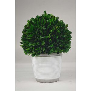 Ball Boxwood Topiary in Planter