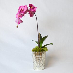 Orchid in Vintage Mercury Glass
