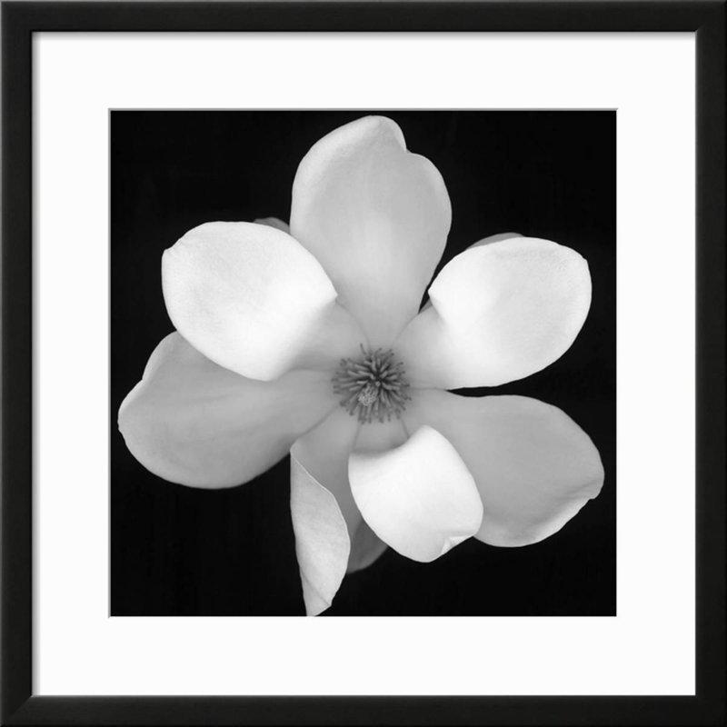 Black and white magnolia flower framed photographic print Black and white magnolia flower framed photographic print