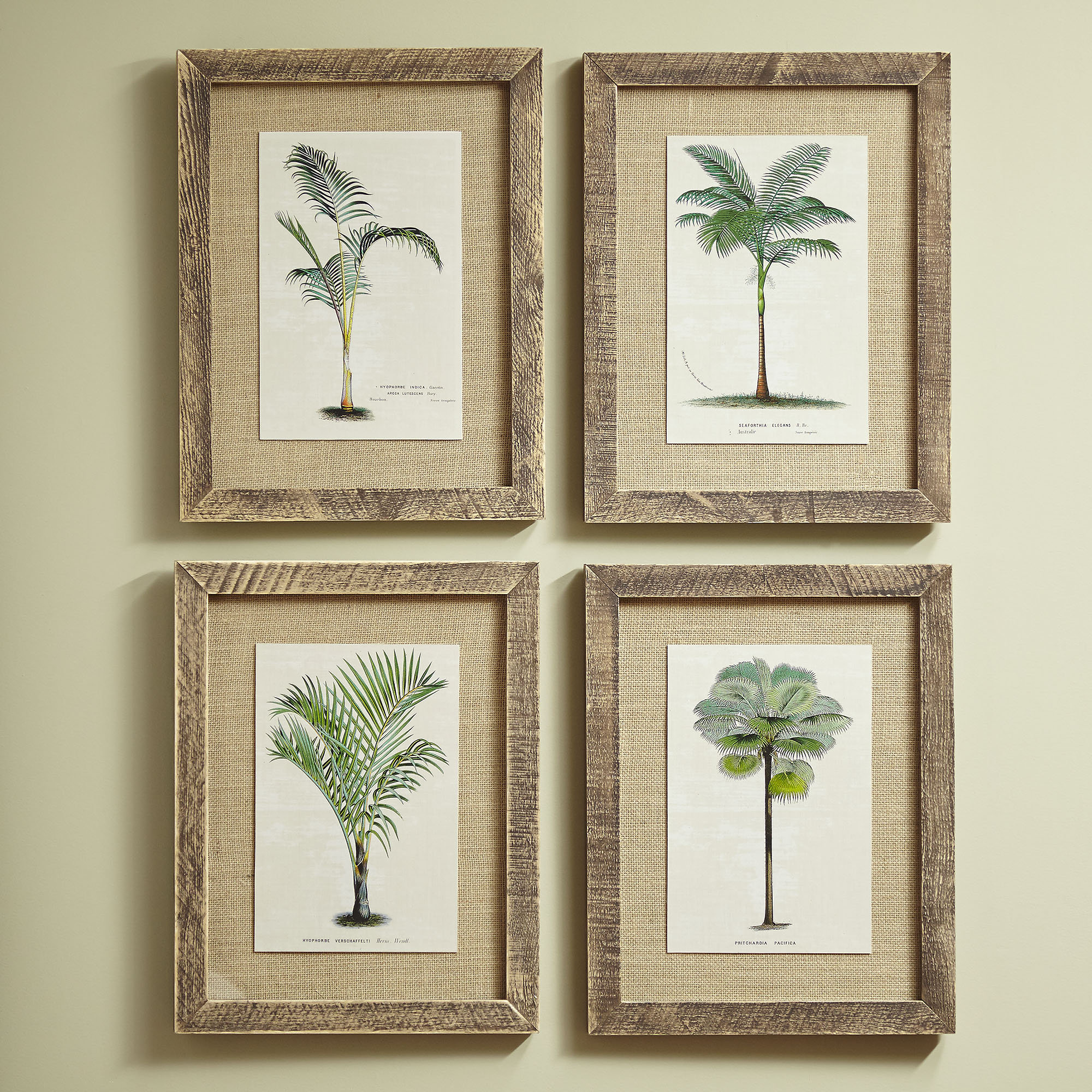 Bay Isle Home Imogen Palm Tree Framed Prints Reviews Wayfair