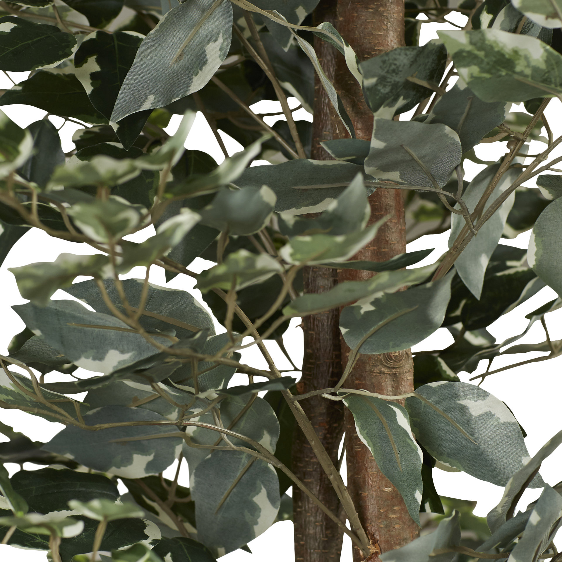 Alcott Hill Berry Variegated Ficus Tree in Pot & Reviews Wayfair