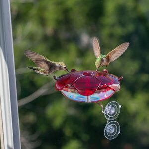 Ruby Sipperu00ae Window Hummingbird Feeder