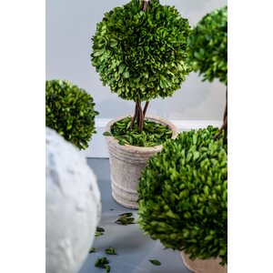 Floor Boxwood Topiary in Pot (Set of 3)