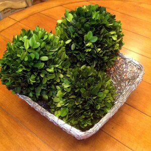 Preserved Boxwood Ball