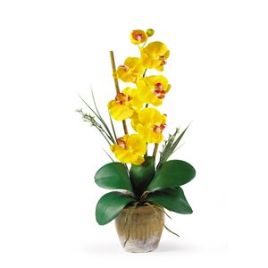 Phalaenopsis Silk Orchid Flowers in Yellow