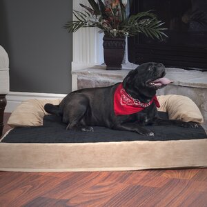 Pet Bed with Bolster