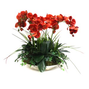 Orchids in Decorative Bowl