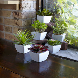 Pot Artificial Plants You Ll Love Wayfair 6 Piece Succulent In Pot Set