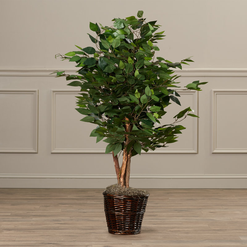 Charlton Home Kidwelly Artificial Potted Natural Ficus Tree in Basket