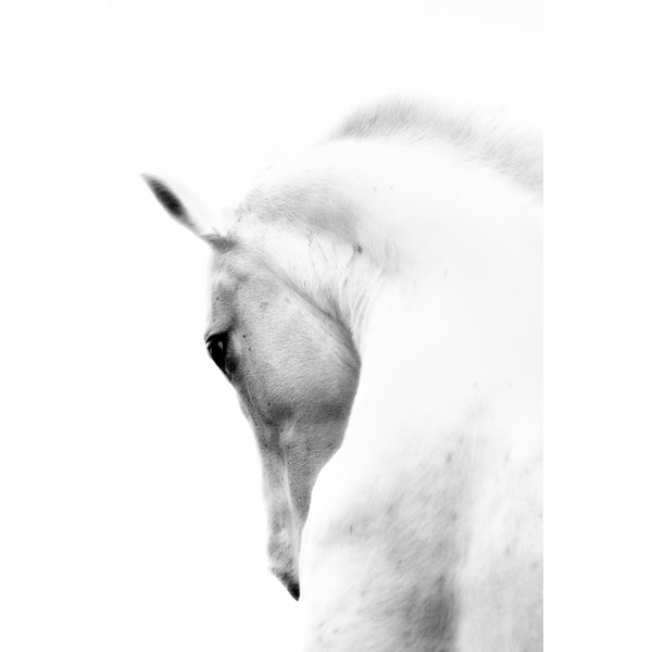 White horse wrapped photographic print on canvas reviews joss main White horse wrapped photographic print on canvas reviews joss main