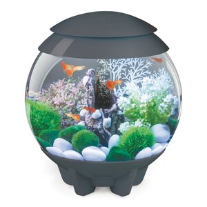 Halo Aquarium Bowl
