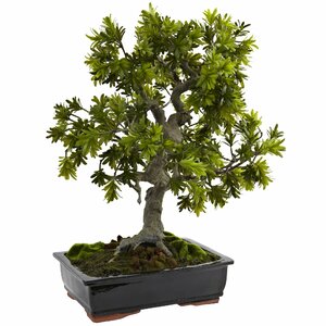 Giant Podocarpus Bonsai in Planter