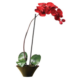 Holiday Phalaenopsis Orchid with Dish