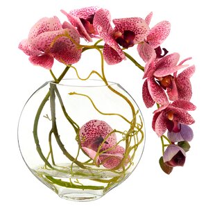 Fuchsia Orchid with Vine in Water