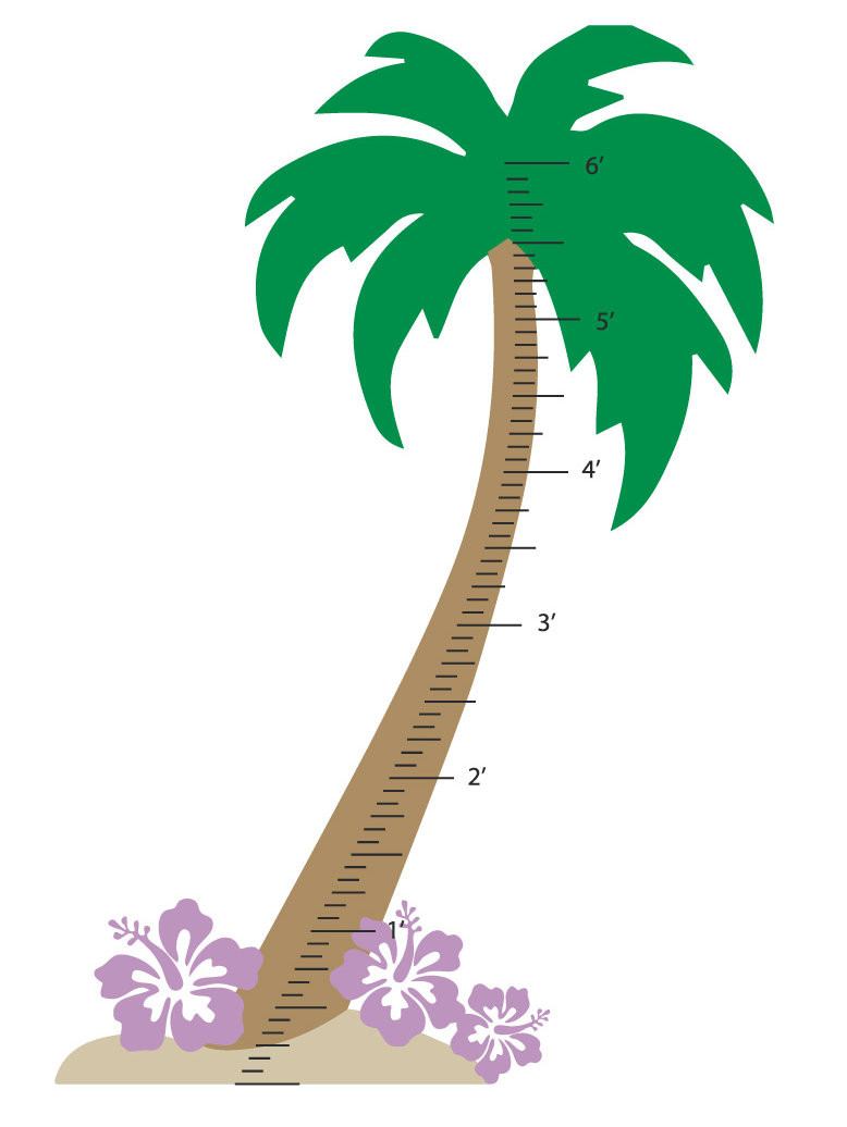 The Decal Guru Palm Tree Growth Chart Wall Wayfair