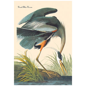 Great Blue Heron by John James Audubon Graphic Art on Wrapped Canvas