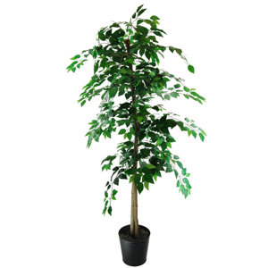 Ficus Tree in Planter
