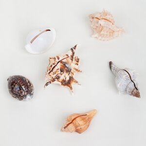 6 Piece Sea Shells Figurine Set