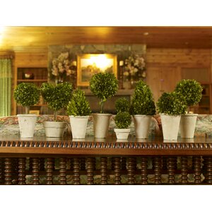 8 Piece Preserved Boxwood Topiary in Pot Set