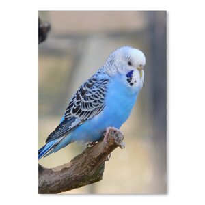 'Blue Budgie Bird Parrot' Photographic Print