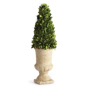 Preserved Greens Topiary in Urn