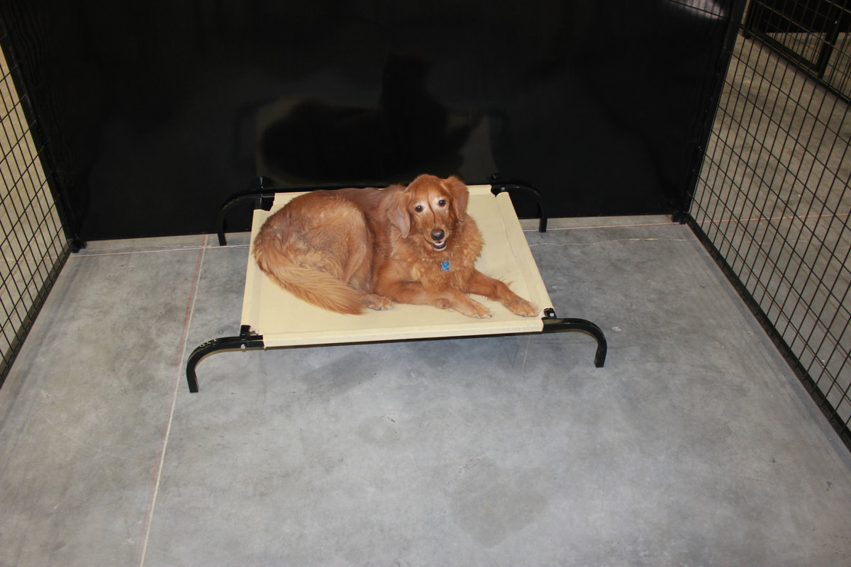 K9 Kennel HeavyDuty Canvas Cot Dog Furniture Style & Reviews Wayfair