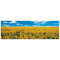 "A Sunflower Field in Provence" by Anthea Images Photographic Print Plaque