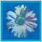 "Daisy, C.1982" by Warhol Graphic Art Plaque