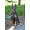 sitting doberman statue