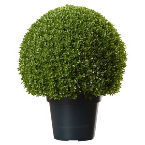 Round Topiary in Pot