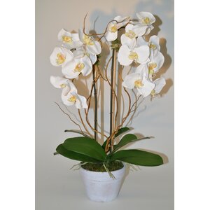 Phalaenopsis with Curly Willow