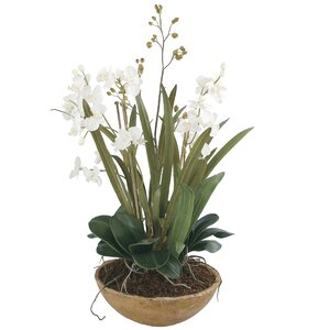 Moth Orchid Desk Top Plant in Pot
