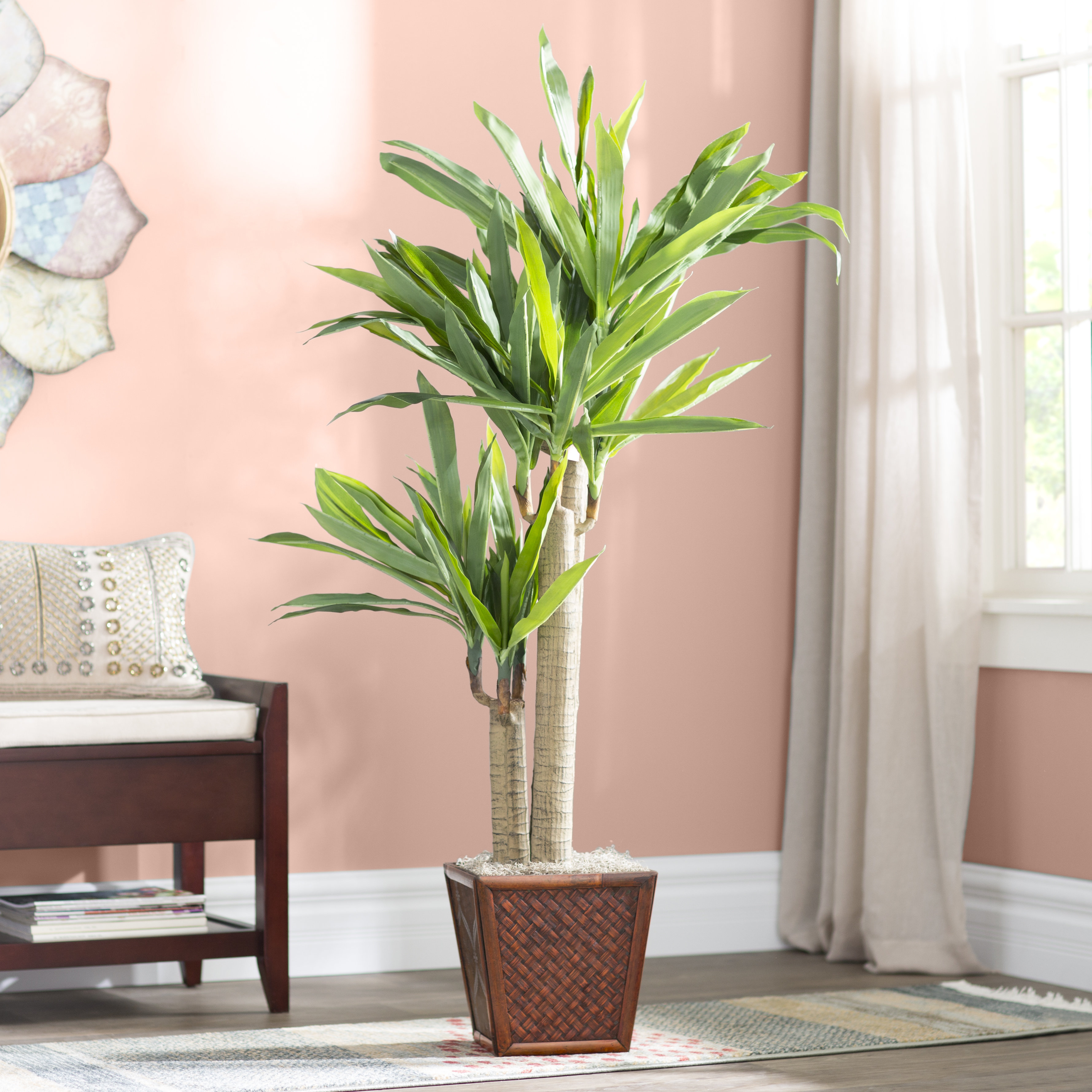 Bloomsbury Market Cornstalk Dracaena Floor Foliage Plant In Planter & Bloomsbury Market Cornstalk Dracaena Floor Foliage Plant In Planter &