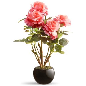 Rose Flowers in Pot