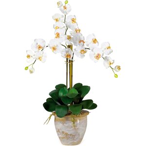 Triple Phalaenopsis Silk Orchid Flowers in Cream