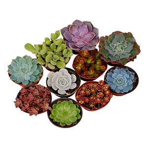 Assorted Desk Top Live Succulent Plant in Pot