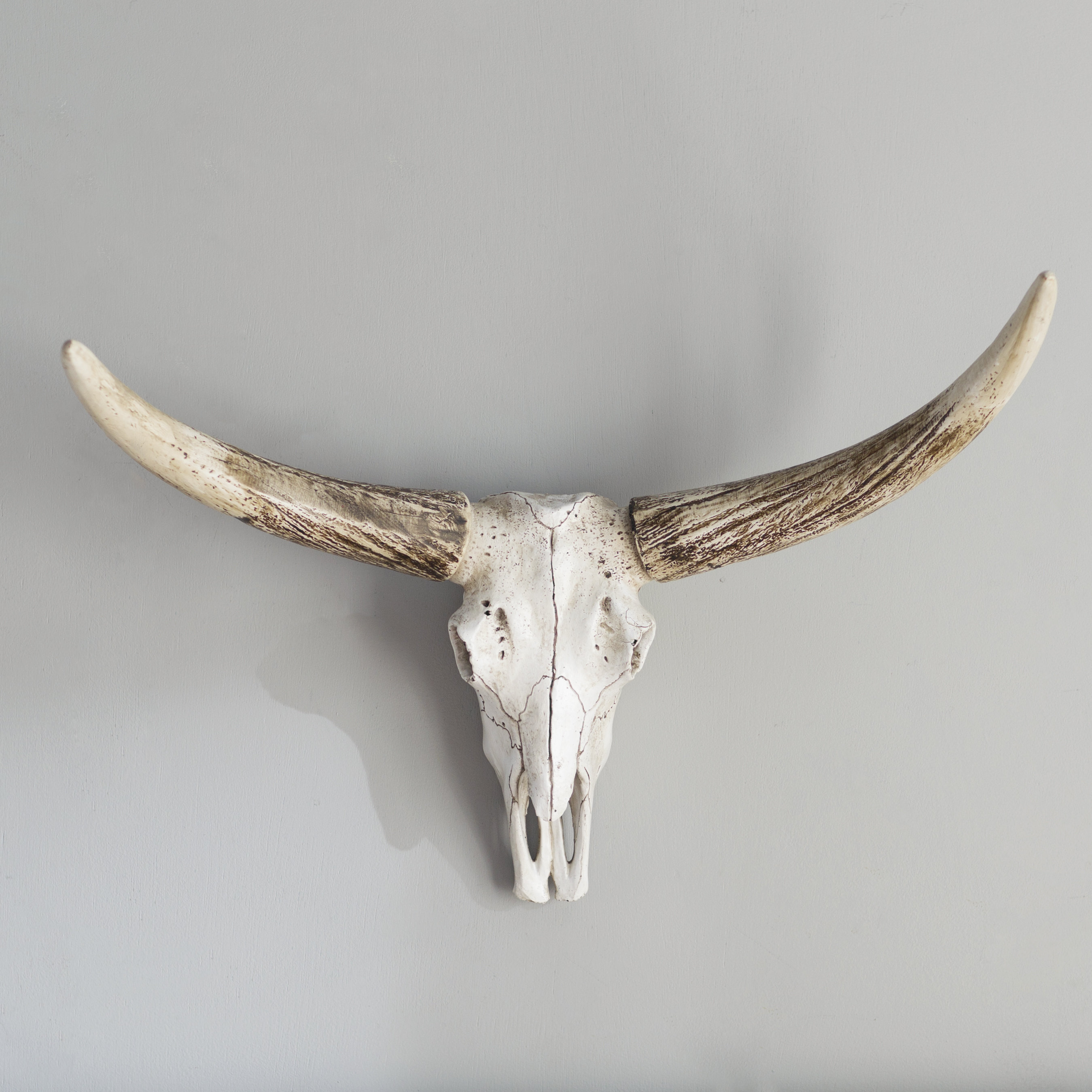 Bull Skull Wall Decor Wayfair Resin Steer Skull Wall Décor