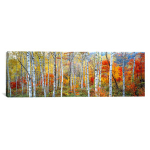 'Fall Trees, Shinhodaka, Gifu, Japan' Photographic Print on Canvas