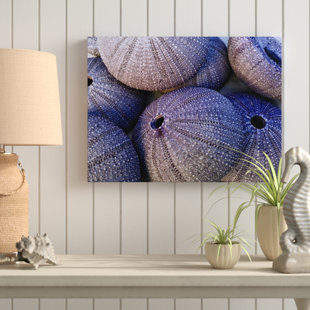 Sea Urchin Wall Art Wayfair Mina Sea Urchins Photographic Print On Wred Canvas