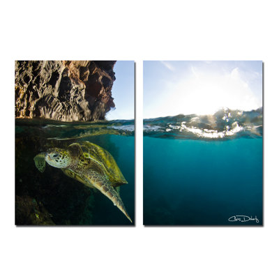 Sea Turtle Wayfair