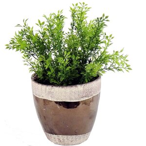 Quality Tea Floor Plant in Pot